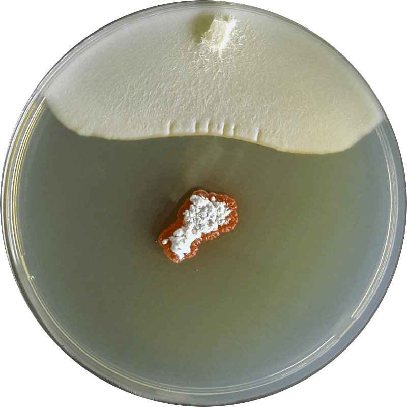 Mycangimycin, a polyene peroxide from a mutualist Streptomyces sp.