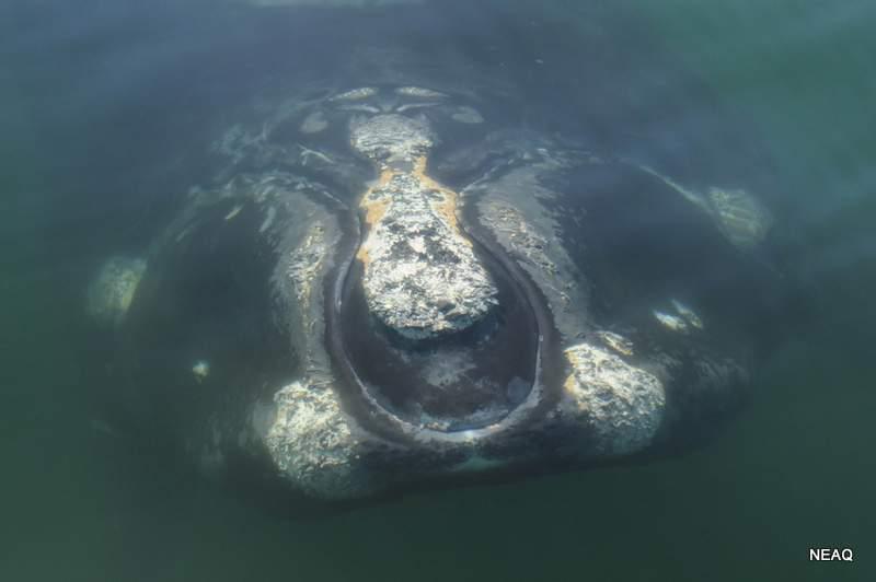 Baleen whales host a unique gut microbiome with similarities to both carnivores and herbivores.
