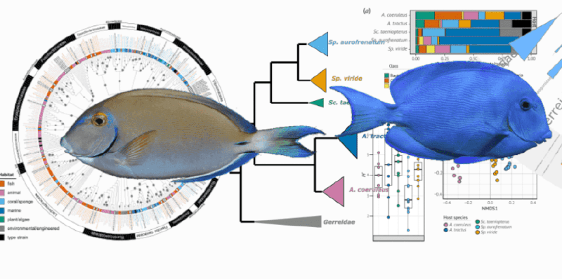 Intestinal microbes: an axis of functional diversity among large marine consumers.