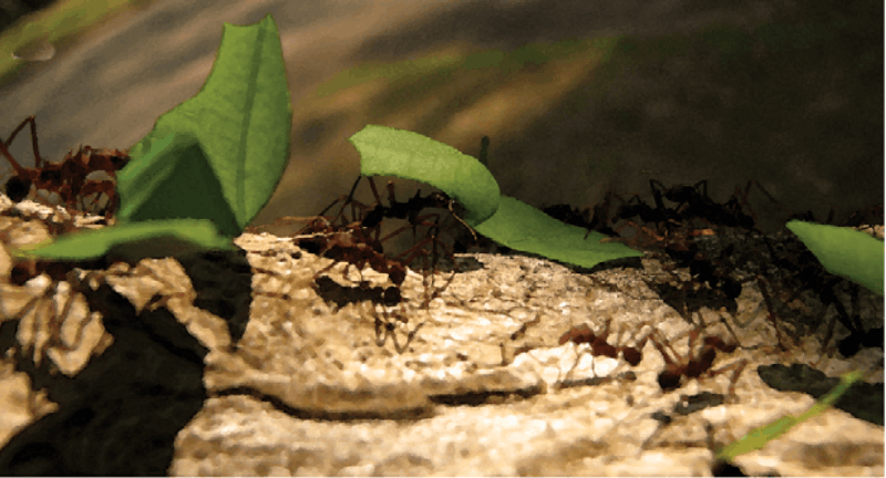 Microbial community structure of leaf-cutter ant fungus gardens and refuse dumps.