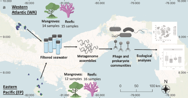 Contrasting drivers of abundant phage and prokaryotic communities revealed in diverse coastal ecosystems.