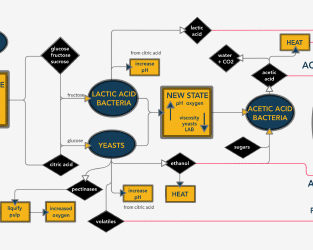 A graphic I created to explore why fermentation is important for cacao production & what are the microbes doing. From a presentation I gave on [Cacao fermentation](https://istmobiome.github.io/cacao/talk.html). 