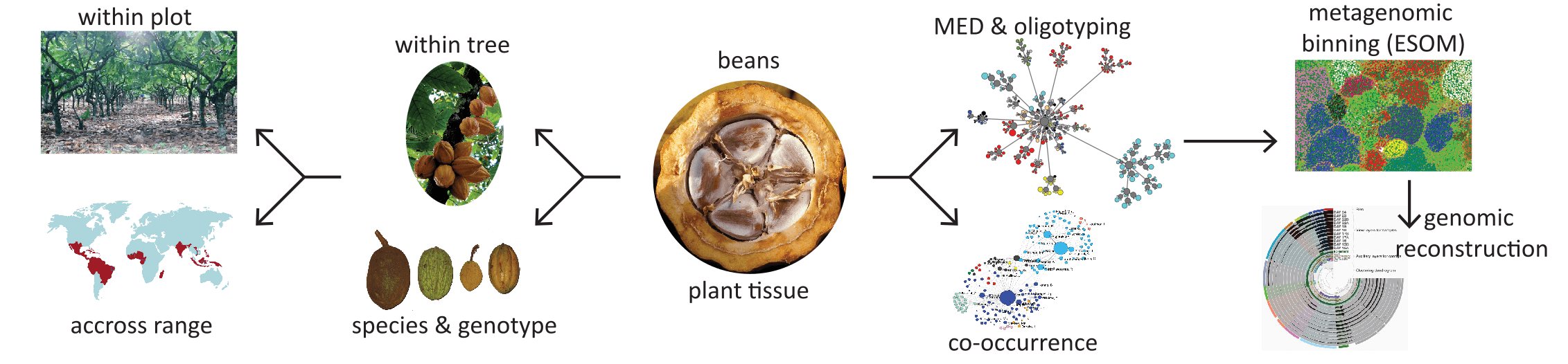 A conceptual graphic I created for a project to develop the seed endophytic microbiome of cacao as a vehicle to elucidate the relationship between tropical forest ecosystems & microorganisms. Seed endophyte microbiomes assessed across numerous ecological scales using an integrated suite of sequencing & computational methods.