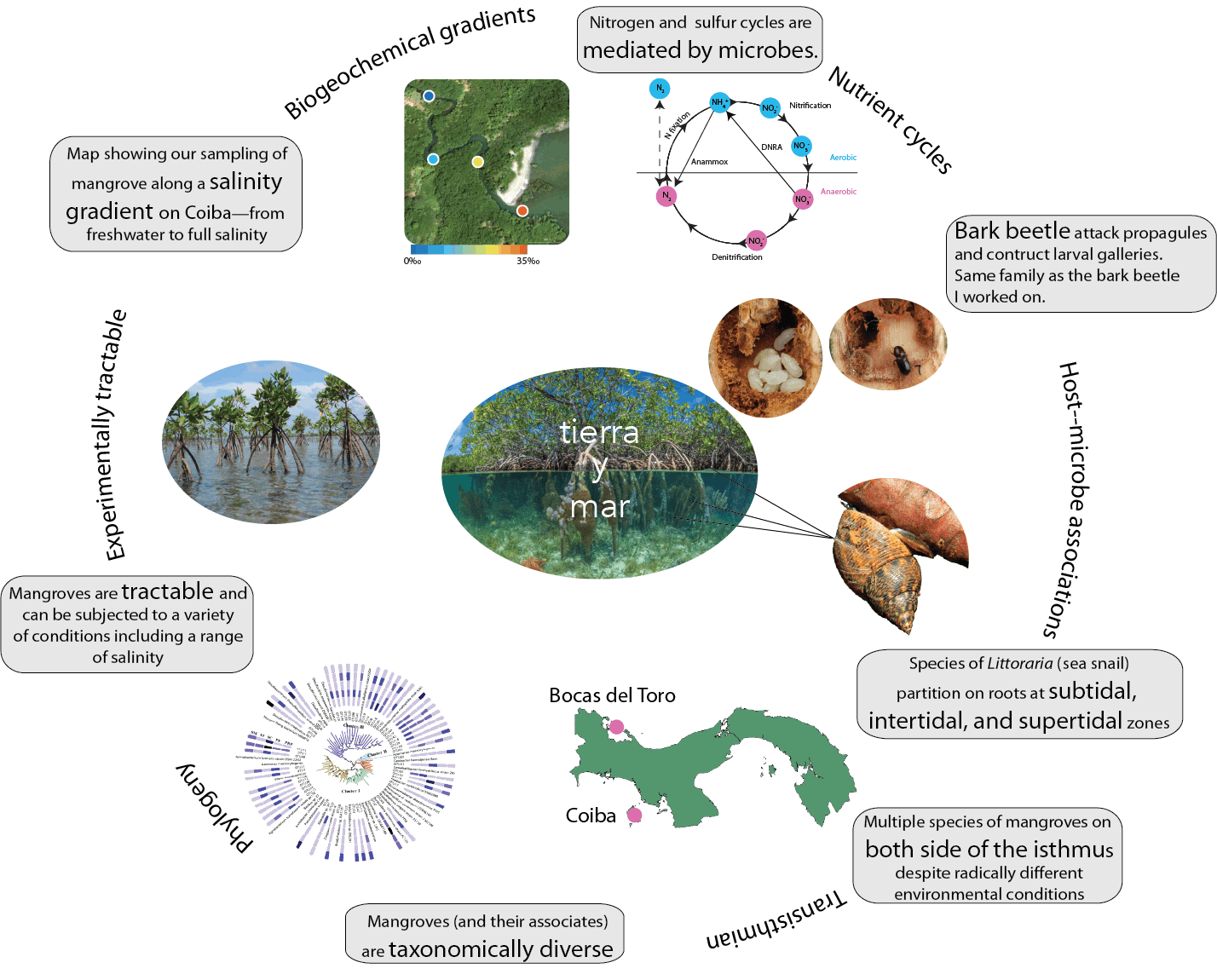 A conceptual graphic I created for a project to develop the mangrove biome as a model for investigating mosaic microbiology & nested microbiomes. Mangrove ecosystems efficiently compress a broad range of habitat variation into a compact spatial scale. In many other biomes, access to a comparable diversity of environmental factors could require hundreds or thousands of kilometers.